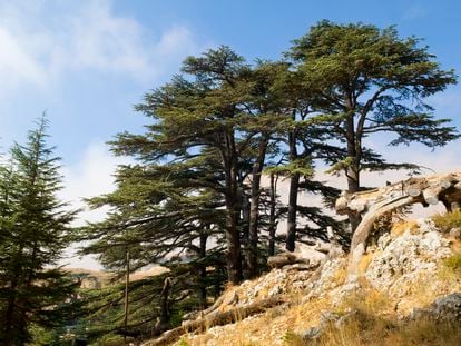 Cedros de Líbano creciendo en su hábitat natural en las montañas de Becharre.