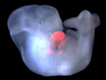 El equipo de Juan Carlos Izpisúa inyecta en embriones de los animales células madre de personas con el fin de avanzar en la generación de órganos para trasplantes