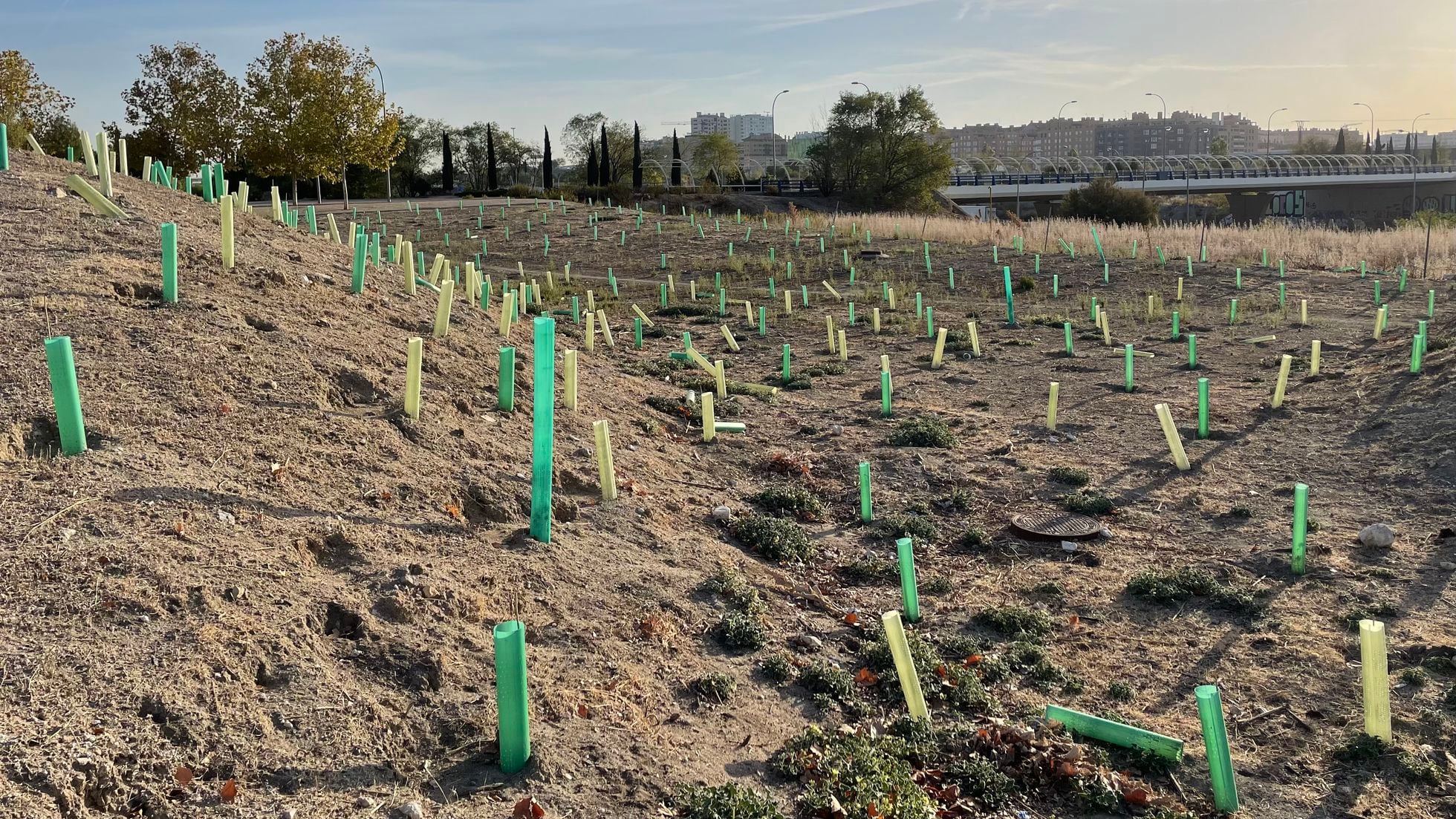 Cementerio de árboles: el 77% de los plantados por el Ayuntamiento en  Ensanche de Vallecas está muerto | Madrid | EL PAÍS
