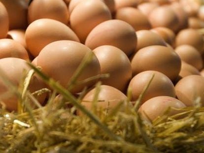 Las gallinas transmiten la salmonela a los huevos.