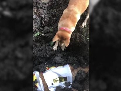 Las imágenes de un perro desenterrando a una perrita fallecida.