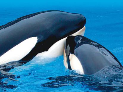 Hasta ahora nunca se hab&iacute;a analizado la personalidad de las orcas.