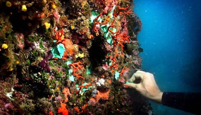 Coral rojo en las Islas Medes.