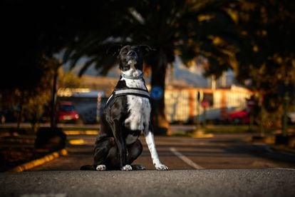 El perro policía 'Hermes', de la unidad canina de la Policía Local de Granada.
