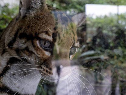 Un tigrillo improntado –que se considera humano y no animal– a causa de varios años en manos de traficantes de especies exótigas, en el Bioparque La Reserva, en Cota, Bogotá.