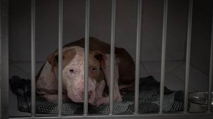 Uriel es uno de los más de cien perros rescatados el 27 de octubre del 2022, por el personal médico-veterinario de la Procuraduría Ambiental y del Ordenamiento Territorial (PAOT).