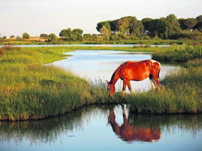 Marismas de Do&ntilde;ana, Almonte, Huelva.