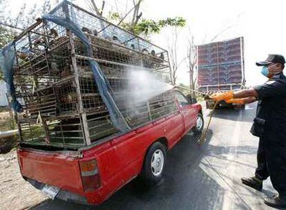Desinfección de un camión que transporta patos en un puesto de control en Bangkok (Tailandia).