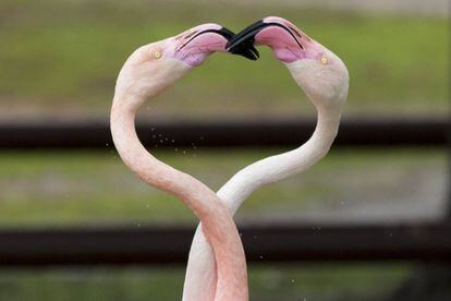 Dos flamencos son vistos el día de San Valentín en el Parque safari de Ramat Gan cerca de Tel Aviv, Israel.