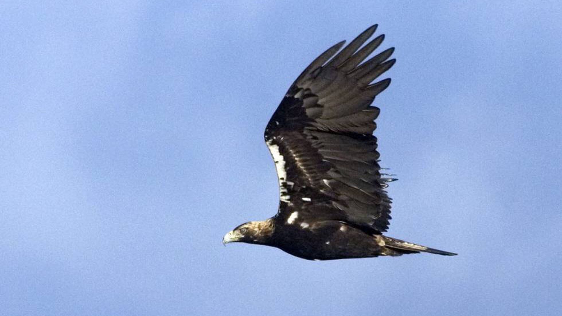 Dos pollos de águila imperial ibérica salvados del incendio de Madrid |  Sociedad | EL PAÍS