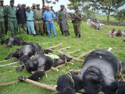 Todos los gorilas y orangutanes se encuentran en peligro crítico, según la nueva Lista Roja de Especies Amenazadas