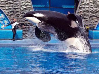 La orca 'Tilikum' mató hace dos años a su entrenadora.