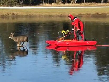 Un bombero de Oregón usa un trineo para empujar hasta la orilla a un animal atrapado, incapaz de ponerse en pie sobre el agua helada