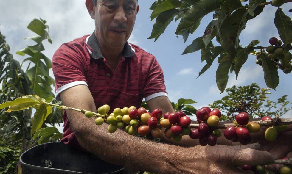 El agricultor colombiano Simón Bayona en plena recolección.