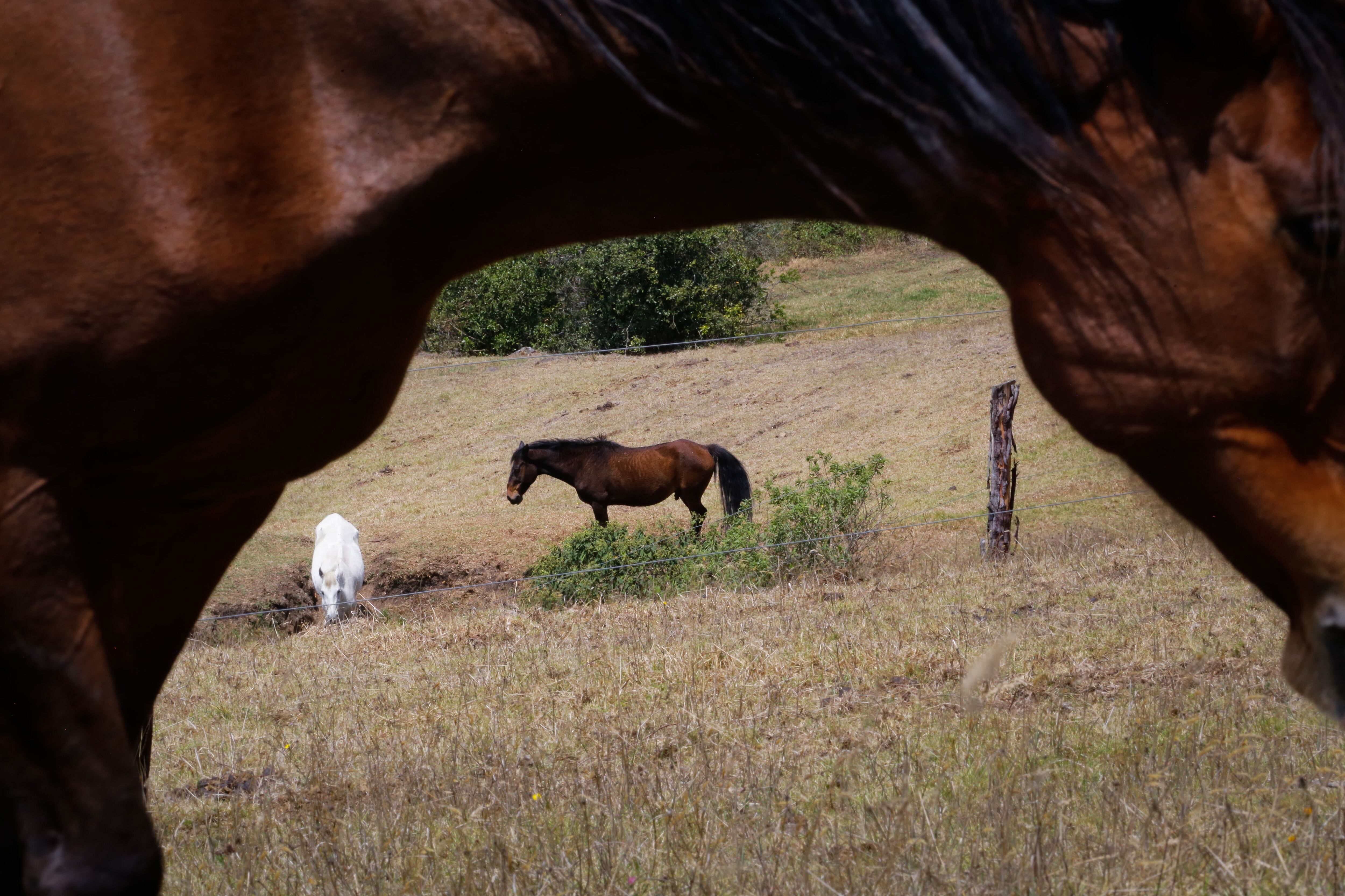A lo lejos, Paloma y Cronos, caballos adoptados por Páez.