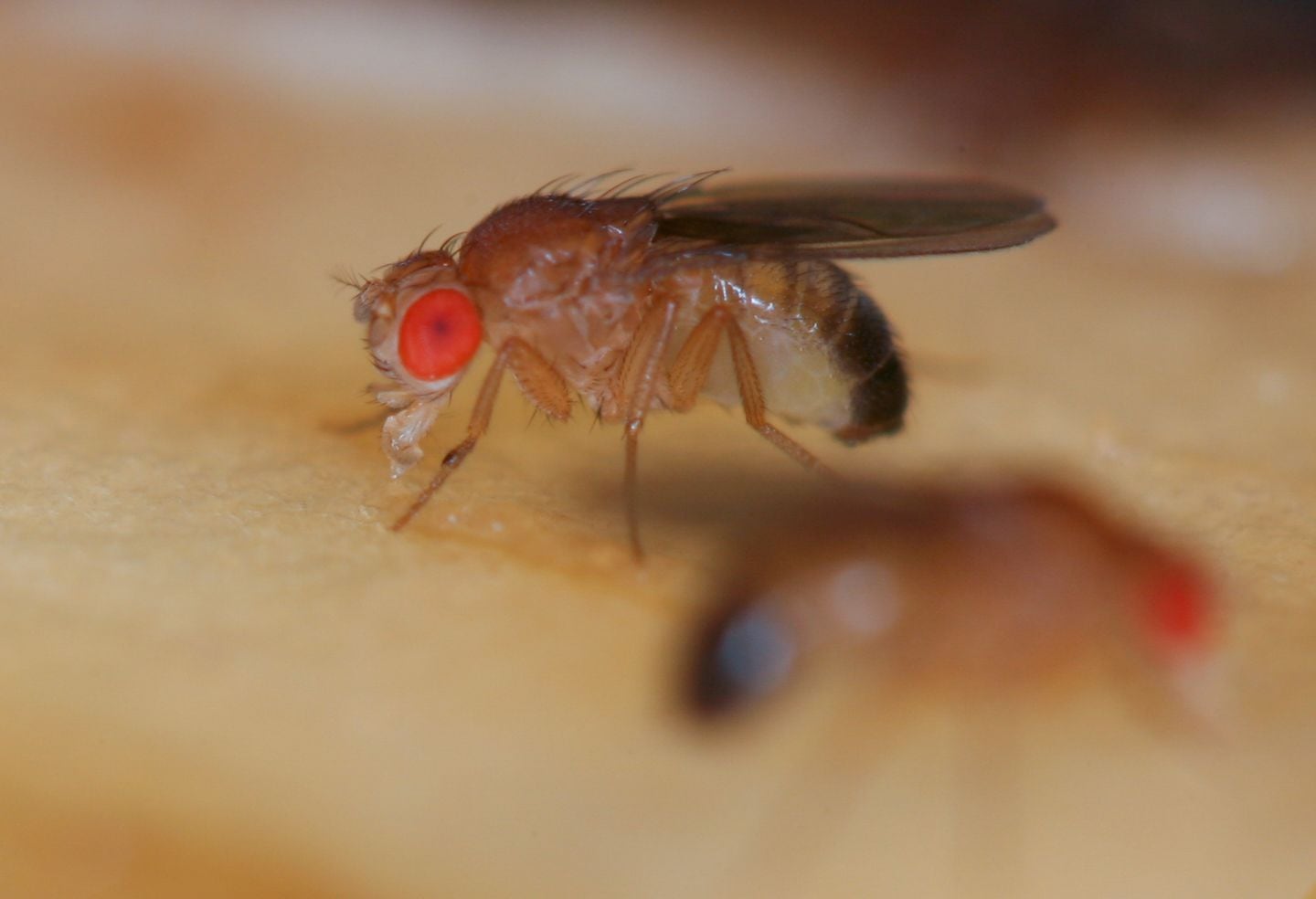 Un experimento en moscas cuestiona una teoría de décadas sobre el origen del cáncer