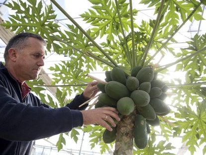 Hormaza examina los frutos de una planta en La Mayora.