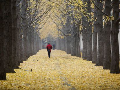 Un paseo con árboles en Pekín, en noviembre de 2020.