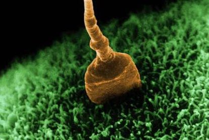 Imagen microscópica de un espermatozoide fecundando un óvulo.