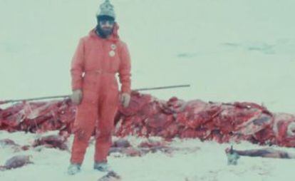 Un activista rodeado por cr&iacute;as de foca despellejadas.