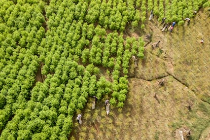 Vista aérea de los raspadores trabajando. 