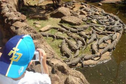 Un niño observa y retrata a los animales de uno de los estanques de la granja de los cocodrilos, en Sun City (Suráfrica).