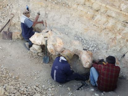 Part of the excavation team, showing part of one of the gigantic vertebrae.