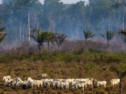 Una zona afectada por los incendios de agosto en la Amazonía, cerca de Novo Progresso (Brasil).