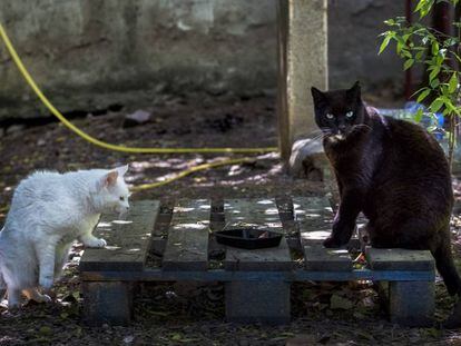Dos gats de carrer esterilitzats en una colònia controlada al barri de Vallcarca.