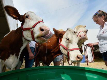 Feria agrícola en Libramont (Bélgica), uno de los sectores afectados por el acuerdo con Mercosur, el pasado jueves.