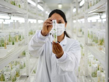 Una científica con un ejemplar de cassava en el banco de 'Semillas del Futuro' en Pamira (Colombia).