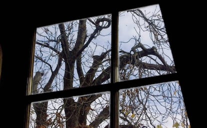 The chestnut tree that Anne Frank saw from her hiding place, in 2007.