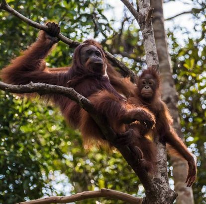 Las orangutanas cuidan a sus crías hasta los nueve años.