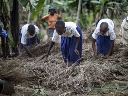 Alumnos de una escuela de Rumuso, en Tanzania, utilizan hojas secas para cubrir el suelo y evitar la erosión del terreno.