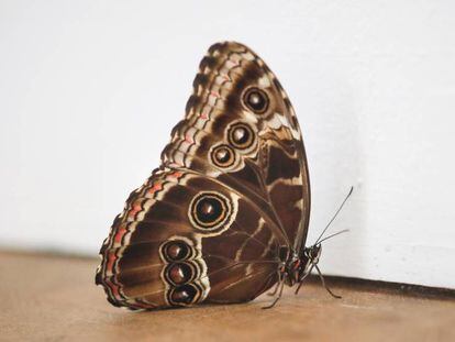 La mariposa de la Tàpies, hoy. 