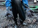 Pointe D'esny (Mauritius), 14/08/2020.- A worker holds out his arms covered in thick oil from collecting seaweed and straw mixed with leaked oil from the MV Wakashio, a Japanese owned Panama-flagged bulk carrier after it ran aground off the southeast coast of Mauritius, 15 August 2020. The ship was sailing from China to Brazil when it hit coral reefs near Pointe d'Esny on 25 July 2020. Oil from the grounded ship is damaging protected marine ecosystems. According to Prime Minister Pravind Jugnauth who declared a state of environmental emergency most of the oil has been removed from the ship however there are still fears the ship could break up spilling more oil into the ocean. Oil containment booms made by volunteers from human hair, straw and fabric have been set up in multiple locations to try and contain the oil slick. (Brasil, Japón, Mauricio) EFE/EPA/LAURA MOROSOLI