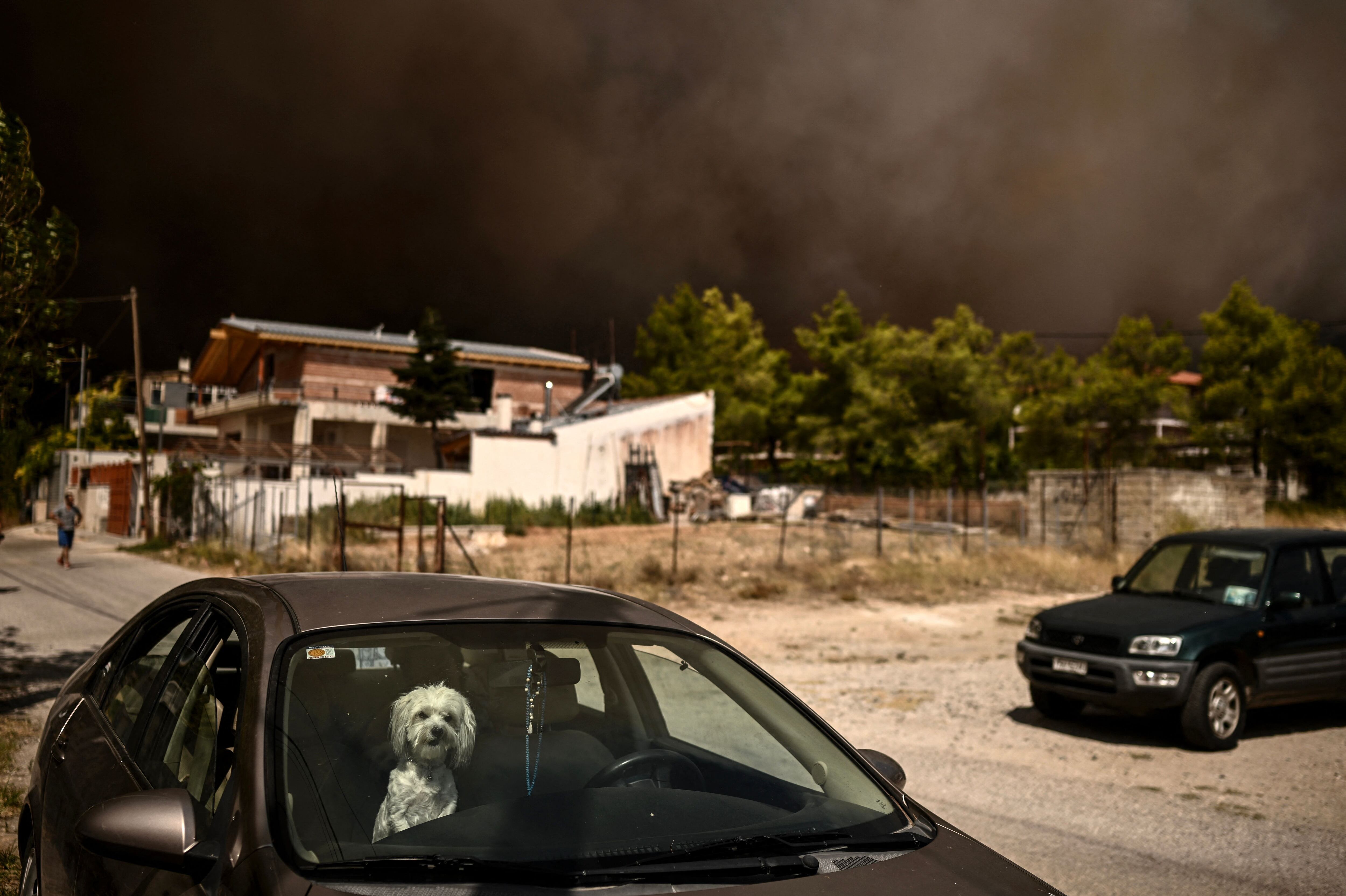 Un perro en un coche mientras el incendio coge fuerza en Acarnas, al norte de Atenas, este miércoles. 