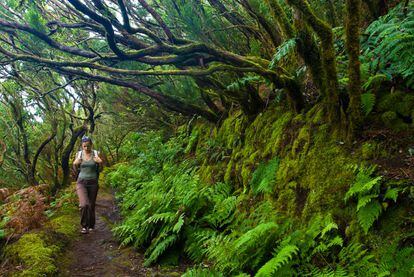 Para huir realmente del mundanal ruido hay que adentrarse en el imponente macizo de Anaga, al noreste de la isla de Tenerife. Este parque rural, declarado Reserva de la Biosfera, conserva sus valores naturales de manera excepcional, con numerosos endemismos en su flora y fauna.