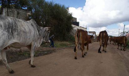 El ganado campa a sus anchas por las zonas residenciales de Kajiado, en el valle del Rift.