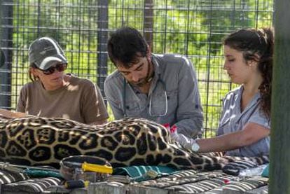 Personal de Rewilding Argentina controla un ejemplar de yaguareté.