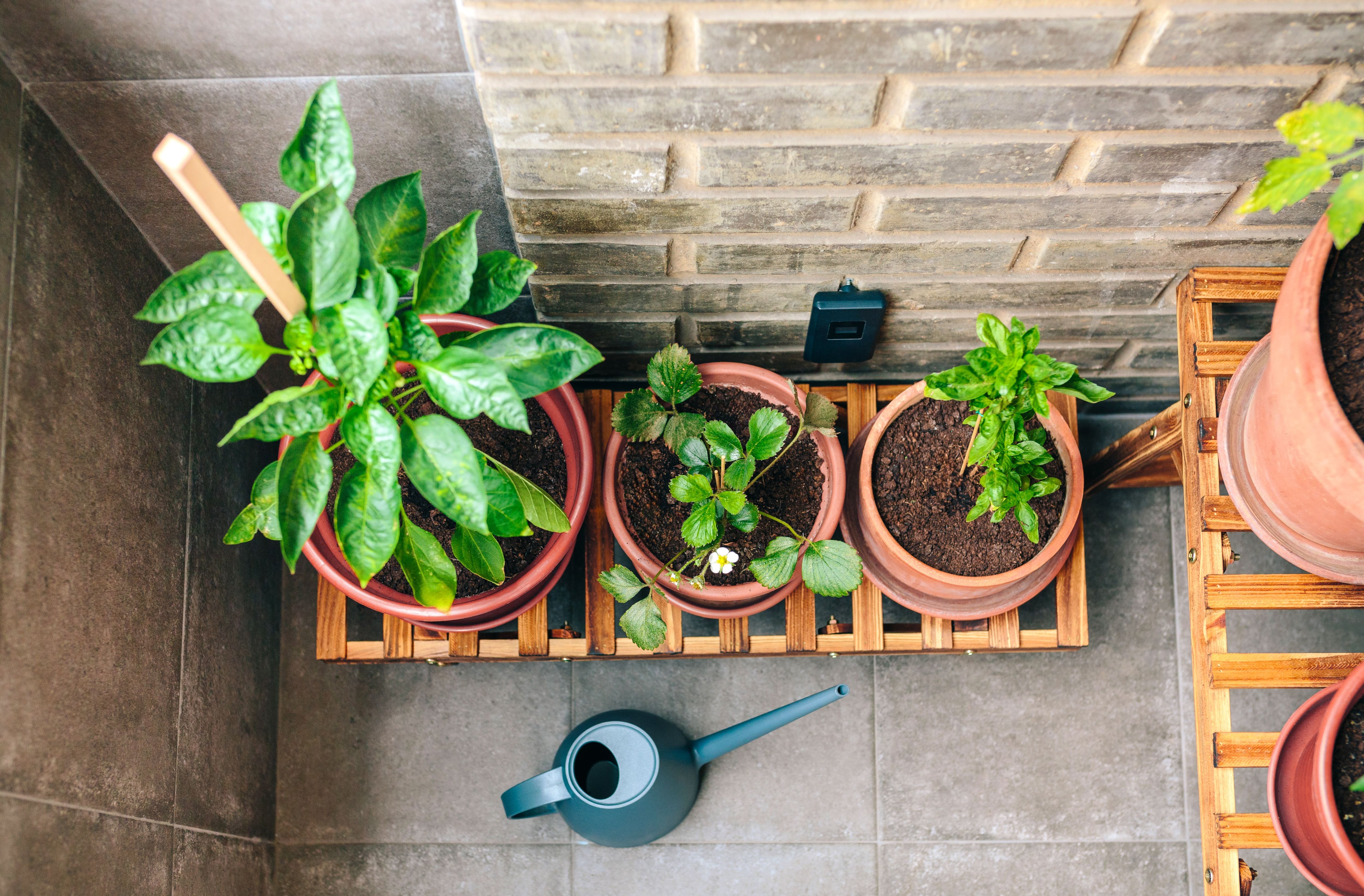 Consejos para cuidar las plantas cuando viene el calor: sombra, altura y buen riego