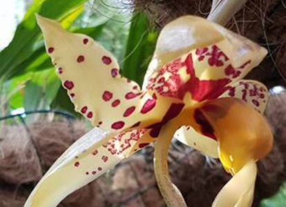 El ejemplar de orquídea 'stanhopea tigrina'.