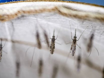 Ejemplares de mosquitos 'Anopheles gambiae', en un laboratorio de investigación africano.
