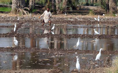 Un agricultor en Dahshur, al norte de Giza. La COP27 ha lanzado una iniciativa con el objetivo de limpiar el agua del río Nilo y aumentar la concienciación sobre el medio ambiente.