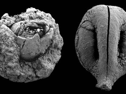 Nuez (izquierda) y pepita de uva (derecha) de hace 780.000 años. No están a escala.