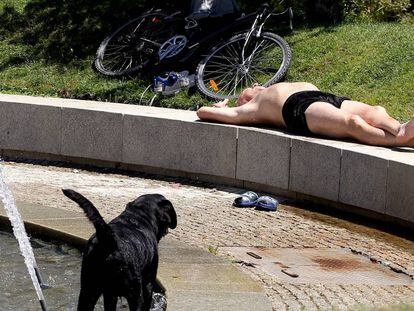 Un hombre toma el sol en un parque con su perro.