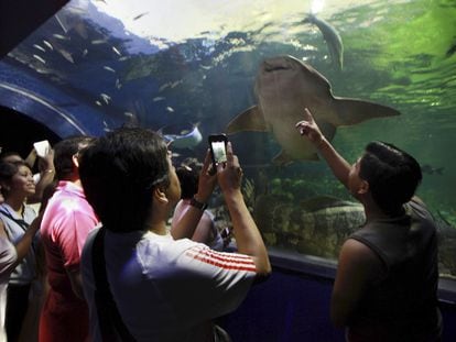 El acuario veracruzano se inauguró en 1992, luego de que un buzo, un almirante y sus hijos adaptaran los planes que originalmente estaban diseñados para La Habana, Cuba.