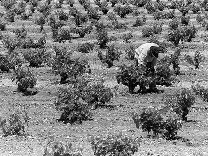 Campos de maíz y viñedos en Alcázar de San Juan (Ciudad Real).