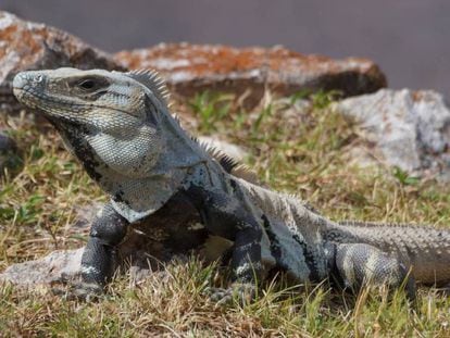 Una iguana de Uxmal, México.