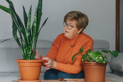 Sansevieria is a purifying plant that likes indirect light.